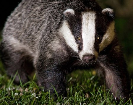 Европейский барсук