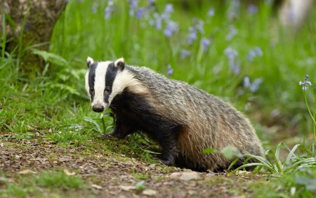 Барсук Степной