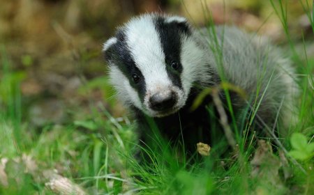 Барсук Сибирский