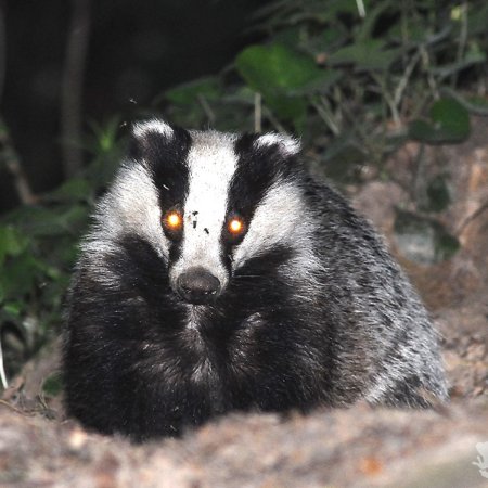 Барсук (обыкновенный) - Meles Meles