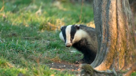 Дарвинский заповедник барсук