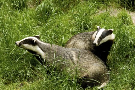 Иберийский барсук