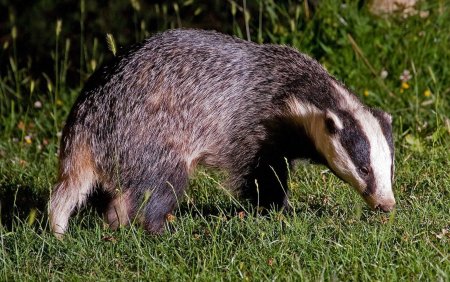 Барсук Meles Meles