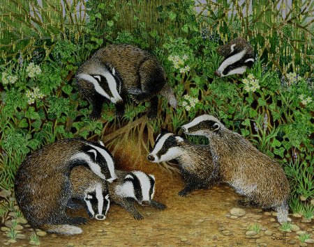 Барсук с барсучатами