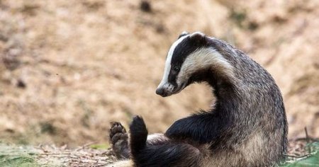 Барсук медоед хвост