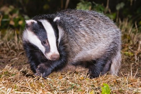 Барсук Дальневосточный