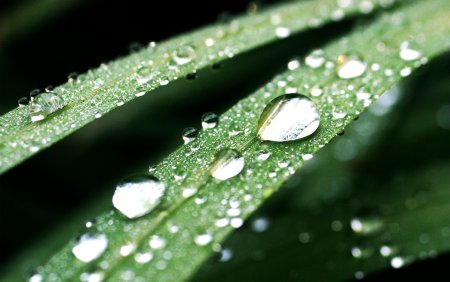 Капли воды на растениях