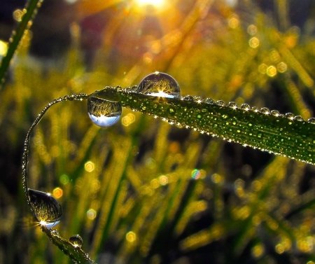 Рассвет роса