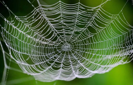 Красивая паутина