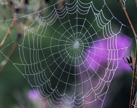 Паутина в природе