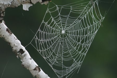 Паутина пауков