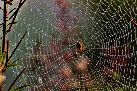 Паутинная сеть паука