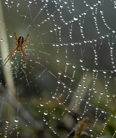 Паучья паутина