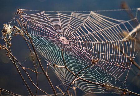 Каркасная паутина