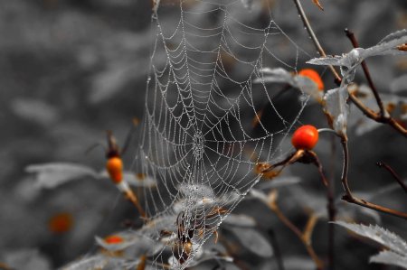 Осень паутинка