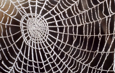 Паутина толстая