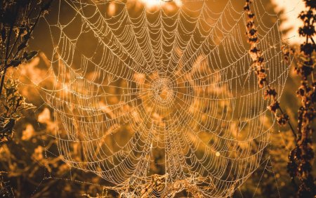 Паутина обои