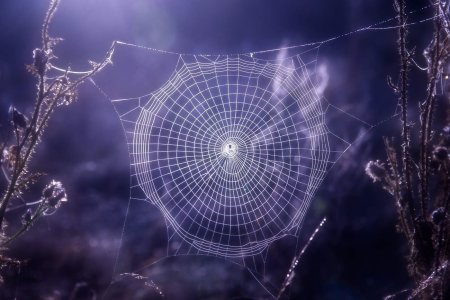 Красивая паутина