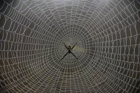 Кевлар и паутина