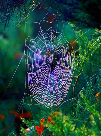 Паучья паутина