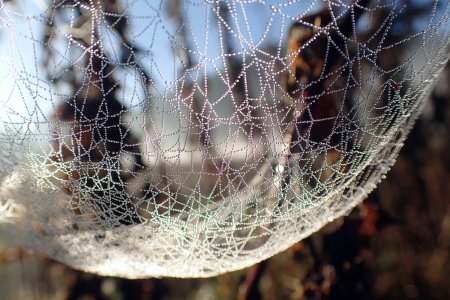 Паутинный кокон