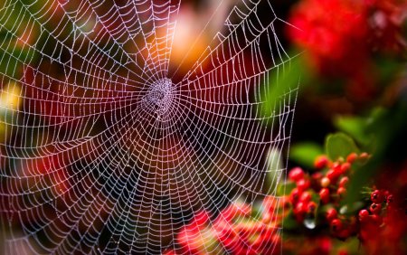 Красивая паутинка