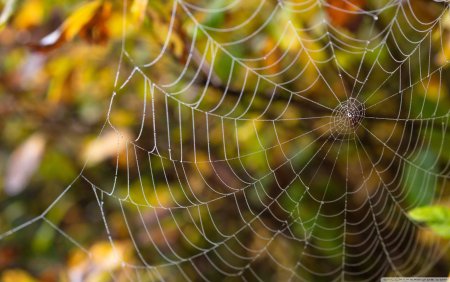 Паучья паутина