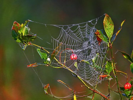 Паучья паутина