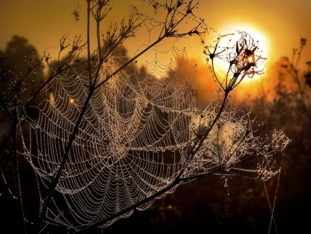 Паутина арт