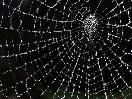 Паутина на темном фоне