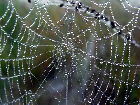 Паутинка с росой