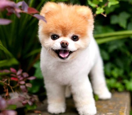 Померанский Пуппи