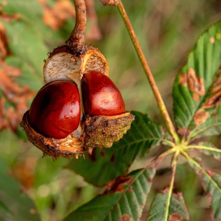 Конский каштан