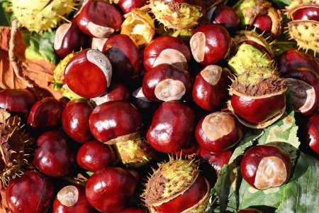 Каштаны съедобные и несъедобные