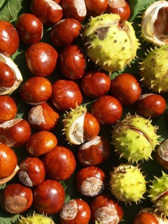 Каштан орех дерево