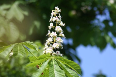 Каштан конский pyramidalis