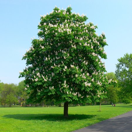 Каштан (Aesculus hippocastanum)
