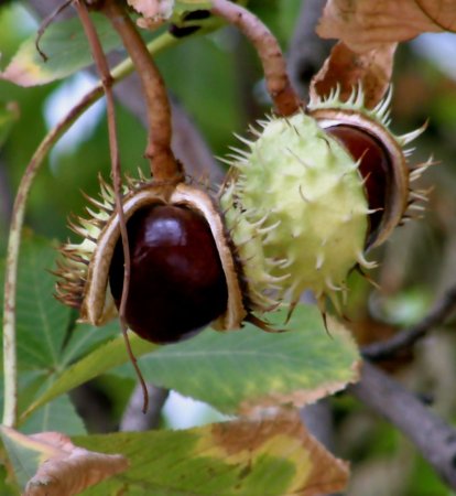 Каштан Сегю