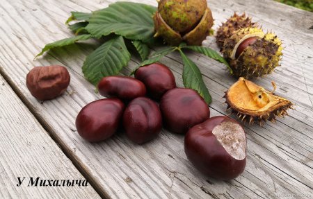 Конский каштан орех Кукмор