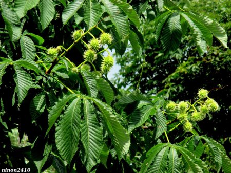 Конский каштан Лесной