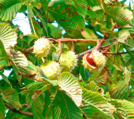 Каштан дерево плоды