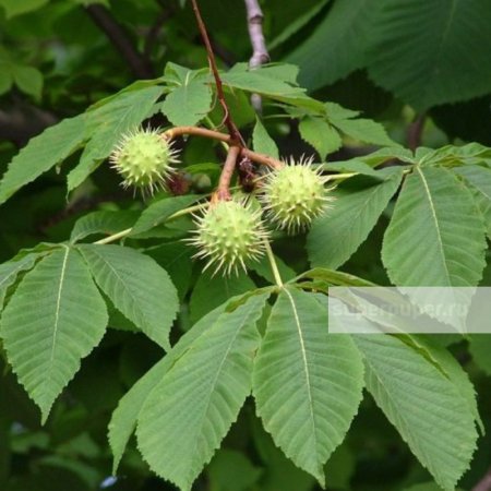 Конский каштан обыкновенный