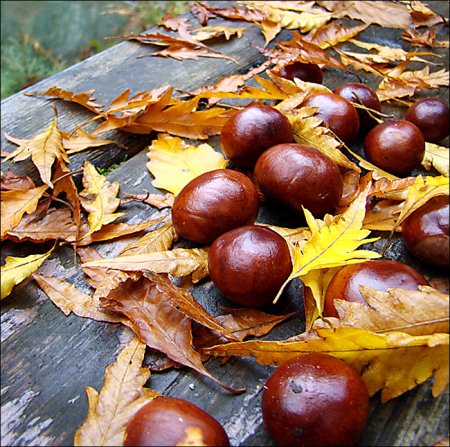 Осень каштаны