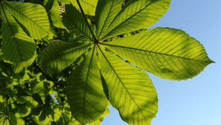 Конский каштан листья