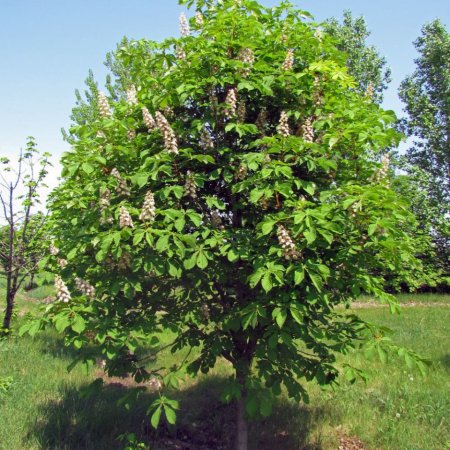 Конский каштан