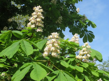 Конский каштан обыкновенный