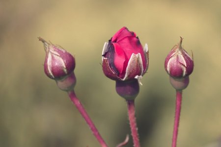 Кустовая роза бутон Нераскрытый