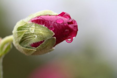 Бутон цветка