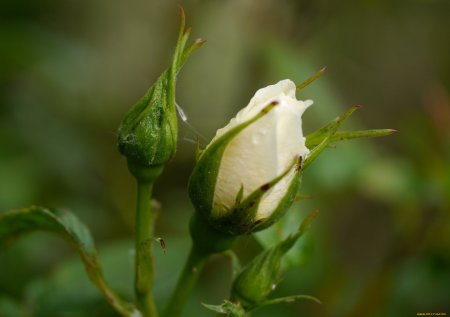 Нераспустившийся бутон розы