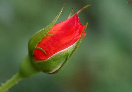 Нераскрывшийся бутон розовой розы